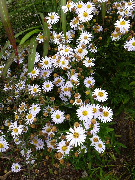 Kalimeris incisa 'Madiva'